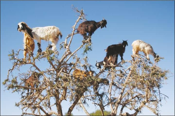 Image result for ‫الماعز يتسلق الأشجار‬‎