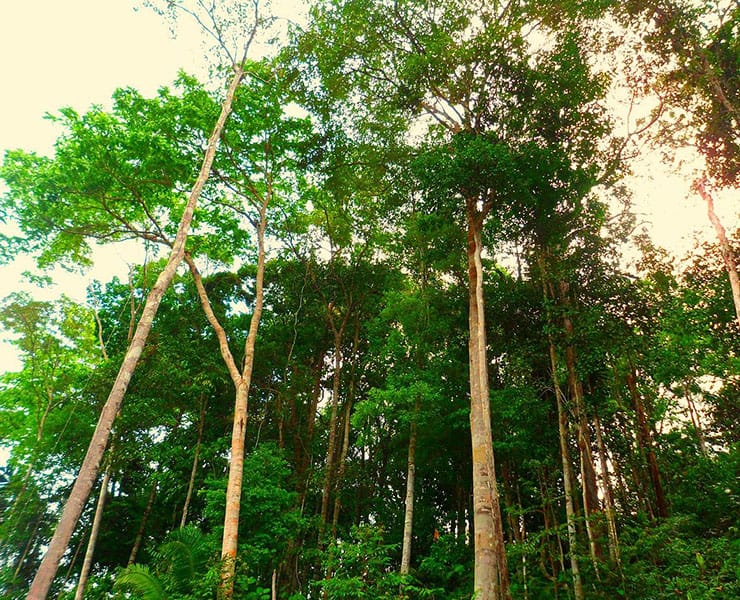 تاثير حرائق الغابات في استراليا علي تقليل مساحات غابات الامازون